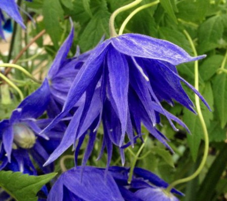 княжик ЛАГУНА (Lagoon)  НЕТ